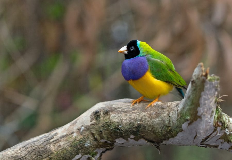 colorful bird on a branch