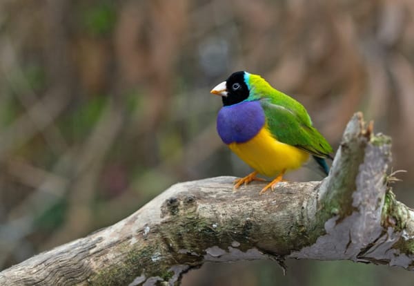 colorful bird on a branch